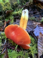 Hygrocybe laetissima
