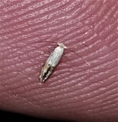 Tineinae