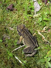 Rhinella ornata