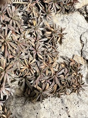 Petrophytum caespitosum