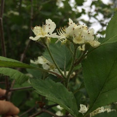 Crataegus chrysocarpa chrysocarpa