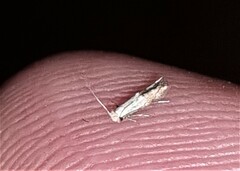 Tineinae