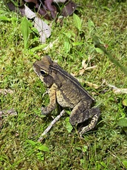 Rhinella ornata