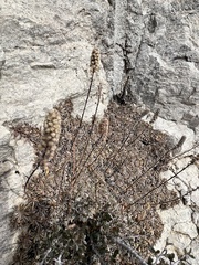 Petrophytum caespitosum