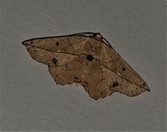 Polyacme dissimilis
