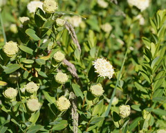 Pimelea ligustrina