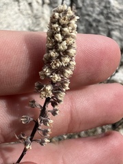 Petrophytum caespitosum