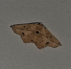 Polyacme dissimilis