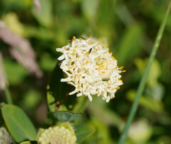 Pimelea ligustrina