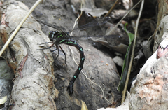 Austroaeschna pulchra