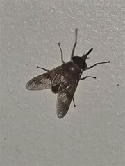 Copidapha quadrimacula