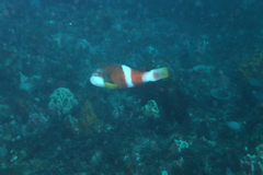 Notolabrus tetricus