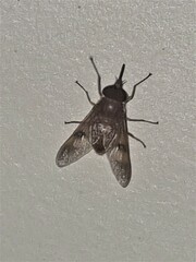 Copidapha quadrimacula