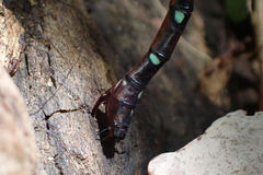 Austroaeschna pulchra