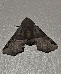 Targalla subocellata