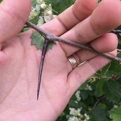 Crataegus chrysocarpa chrysocarpa