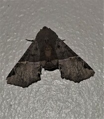 Targalla subocellata