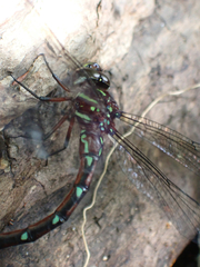 Austroaeschna pulchra