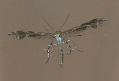 Pterophoridae