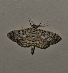 Haritalodes obliqualis