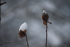 Rabdophaga strobiloides