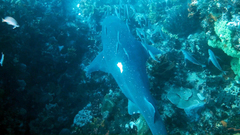 Notorynchus cepedianus