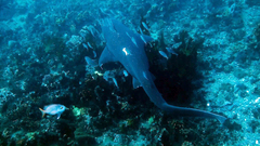 Notorynchus cepedianus