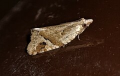 Euphona euphona