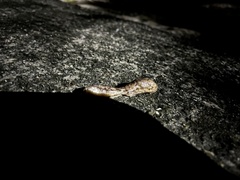 Megapallifera mutabilis