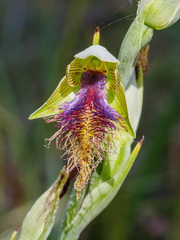 Calochilus therophilus