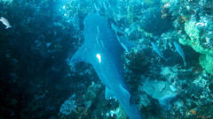 Notorynchus cepedianus