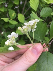 Crataegus chrysocarpa chrysocarpa