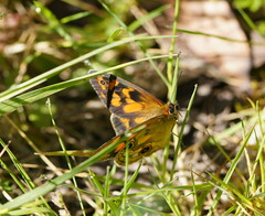 Heteronympha cordace