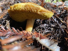 Xerocomus subtomentosus