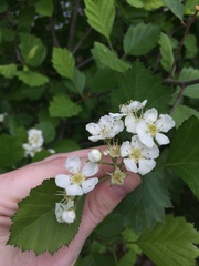 Crataegus chrysocarpa chrysocarpa