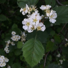 Crataegus chrysocarpa chrysocarpa