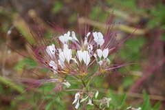 Polanisia dodecandra