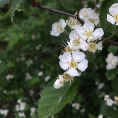 Crataegus chrysocarpa chrysocarpa