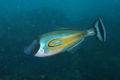 Meuschenia hippocrepis