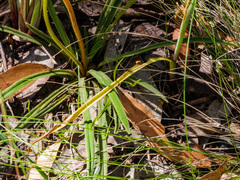 Calochilus therophilus