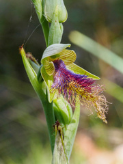 Calochilus therophilus