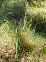 Calochilus therophilus
