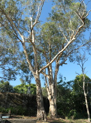 Eucalyptus seeana