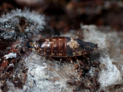 Styloniscus thomsoni
