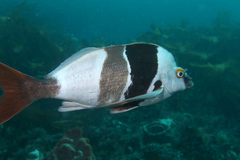 Pseudogoniistius nigripes