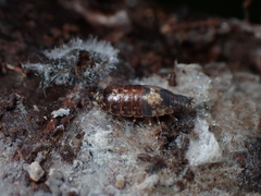 Styloniscus thomsoni