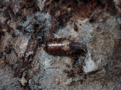 Styloniscus thomsoni