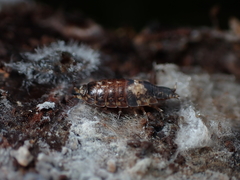 Styloniscus thomsoni