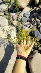 Solidago chilensis