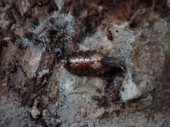 Styloniscus thomsoni
